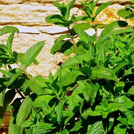 Saint Antonio * Maroni