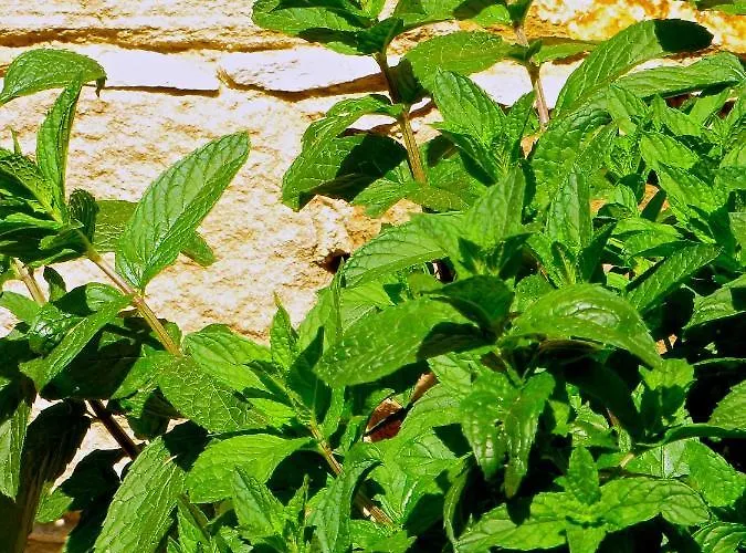 Saint Antonio * Maroni